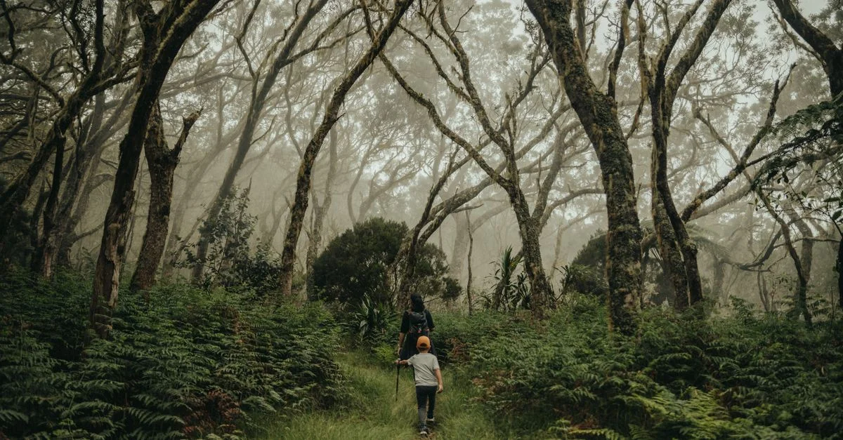 Une randonnée sereine à travers les bois brumeux de Saint-Pierre, La Réunion.